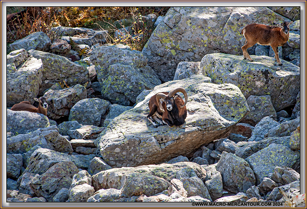 MOUFLONS